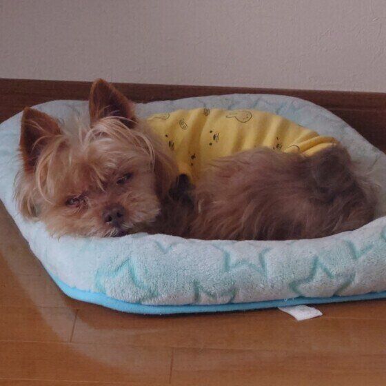 シニアのヨークシャー・テリア