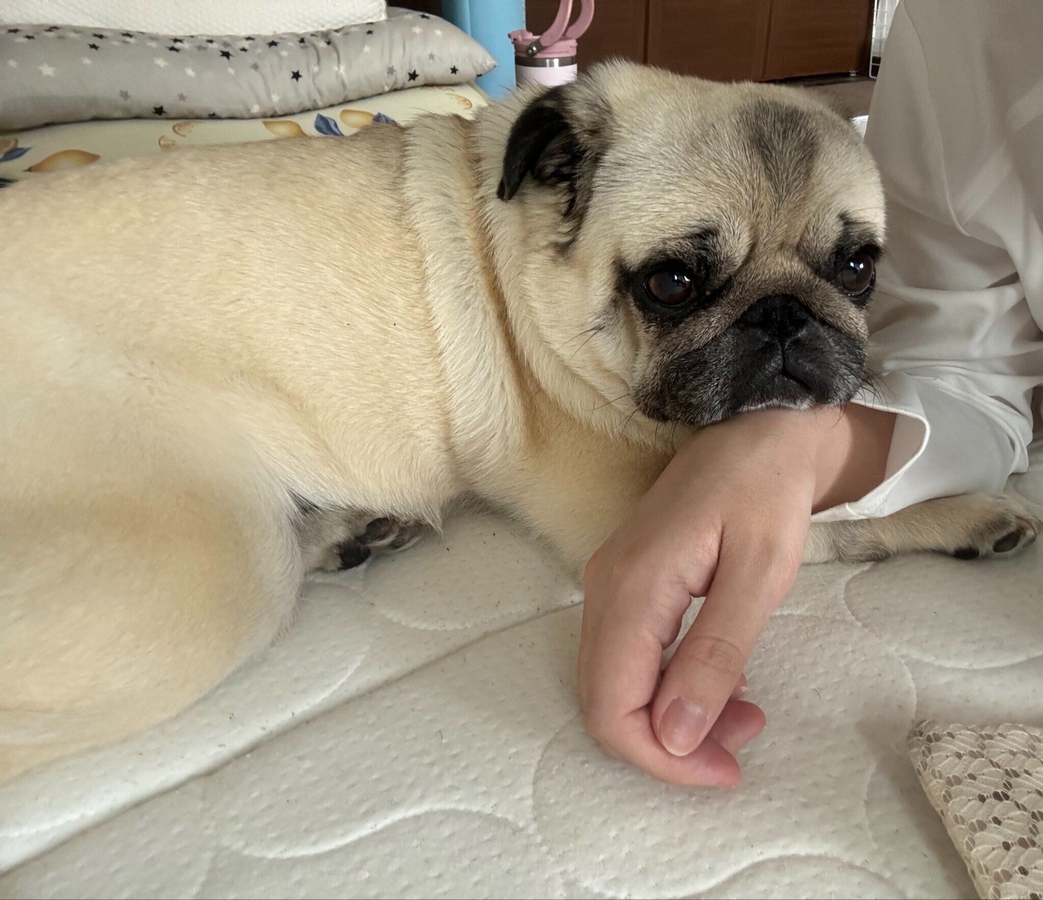 飼い主さんに甘えるむむくん
