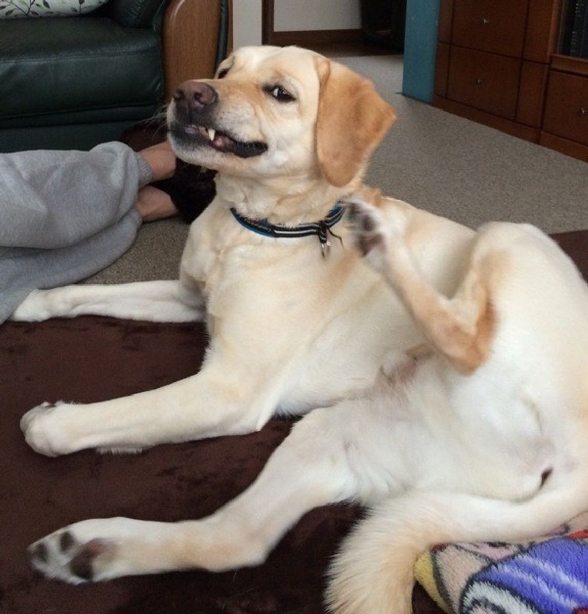 犬がよくする カキカキ かゆいからだけじゃない そのしぐさで飼い主さんに伝えたい気持ちとは いぬのきもちweb Magazine 犬がよくする カキカキ かゆいからだけじゃない そのしぐさで飼い主さんに伝えたい気持ちとは いぬのきもちweb Magazine