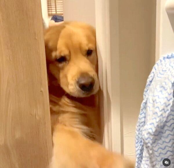 雑巾をゲットしたいモッシュくん