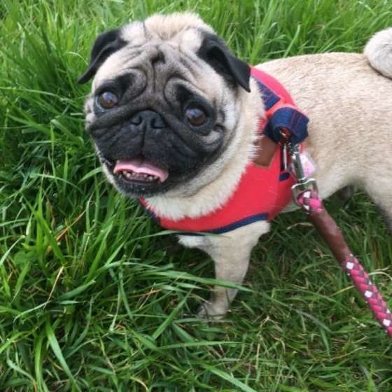 お散歩するパグ