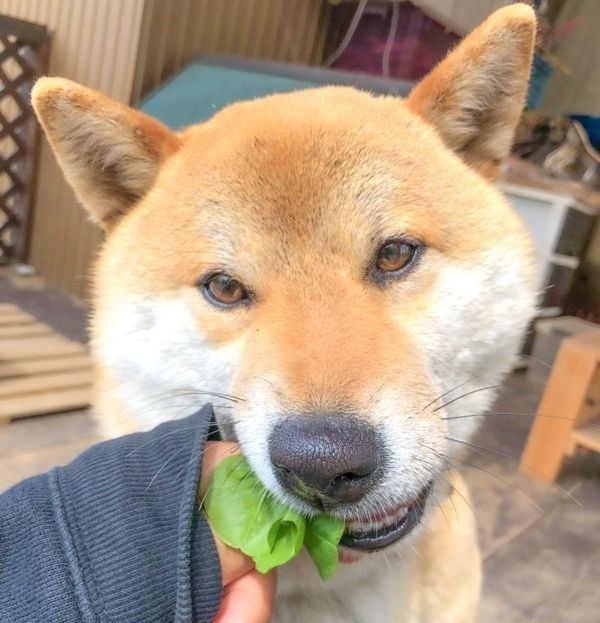 四葉のクローバーをかじるそらくん