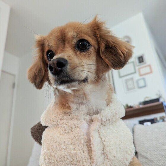 MIXのはんなちゃん