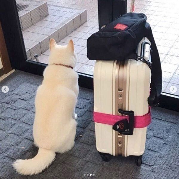 お姉ちゃんのことを見送るきなこちゃん