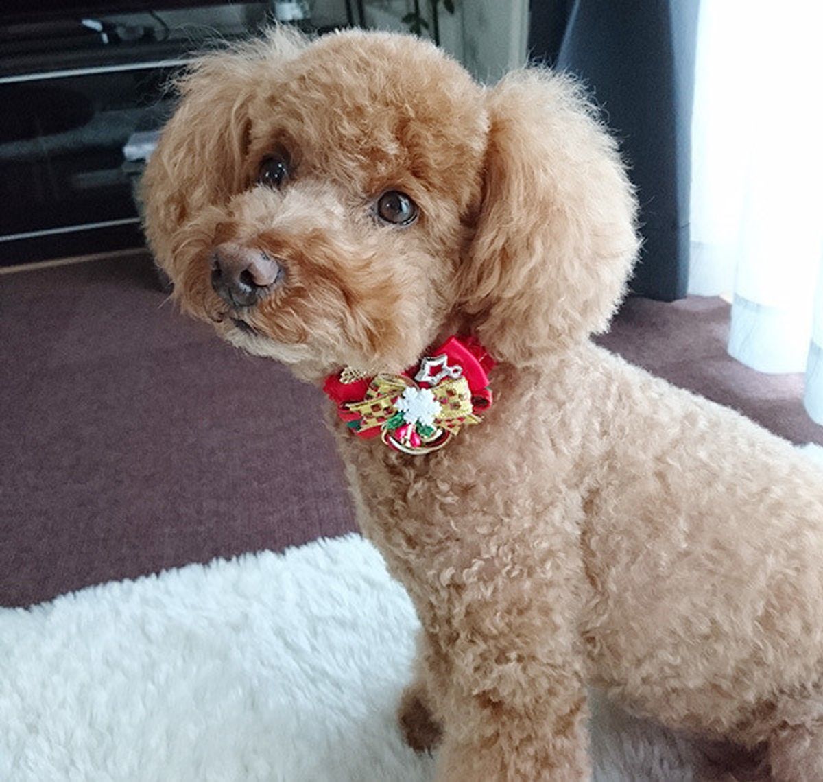 もし自分や家族が犬アレルギーを発症したら 愛のカタチ に考えさせられる いぬのきもちweb Magazine もし自分や家族が犬アレルギーを発症したら 愛のカタチ に考えさせられる いぬのきもちweb Magazine