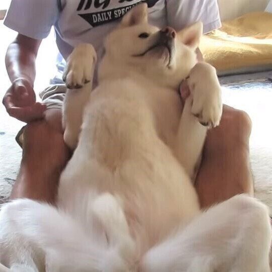 秋田犬のゆうきくん