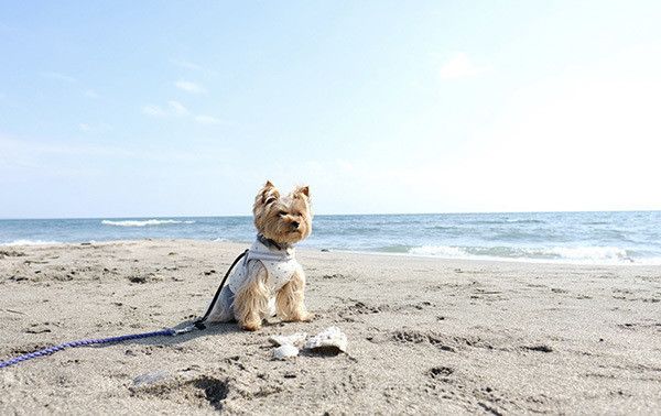 海にいるヨークシャー・テリア