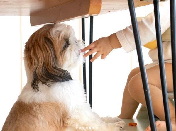 女の子を見つめるシー・ズー