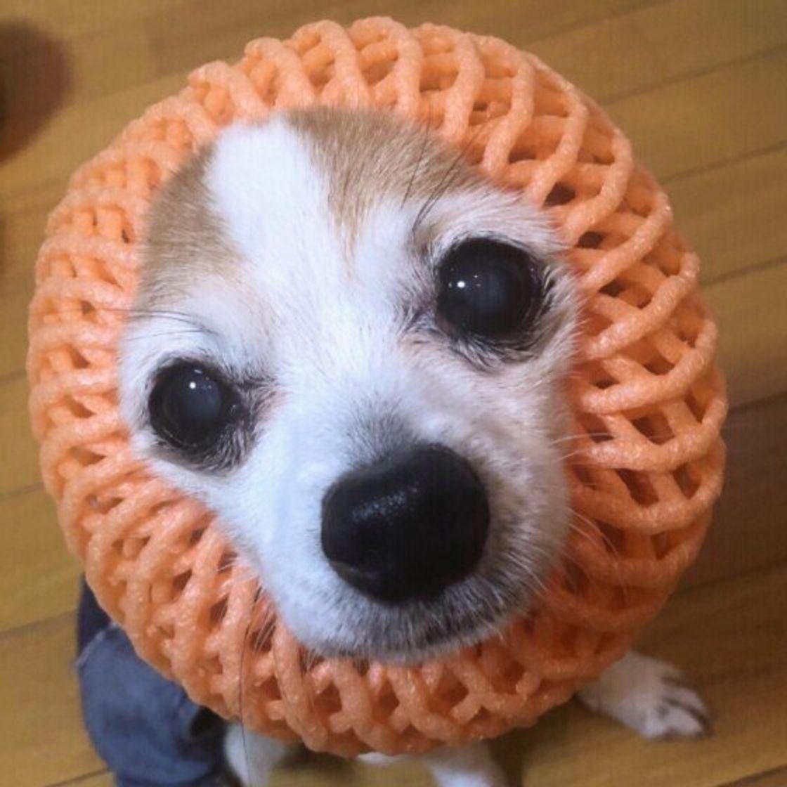 獣医師監修 犬にメロンを与えるときは注意が必要 与えるメリットとデメリットを解説 いぬのきもちweb Magazine 獣医師監修 犬にメロンを与えるときは注意が必要 与えるメリットとデメリットを解説 いぬのきもちweb Magazine