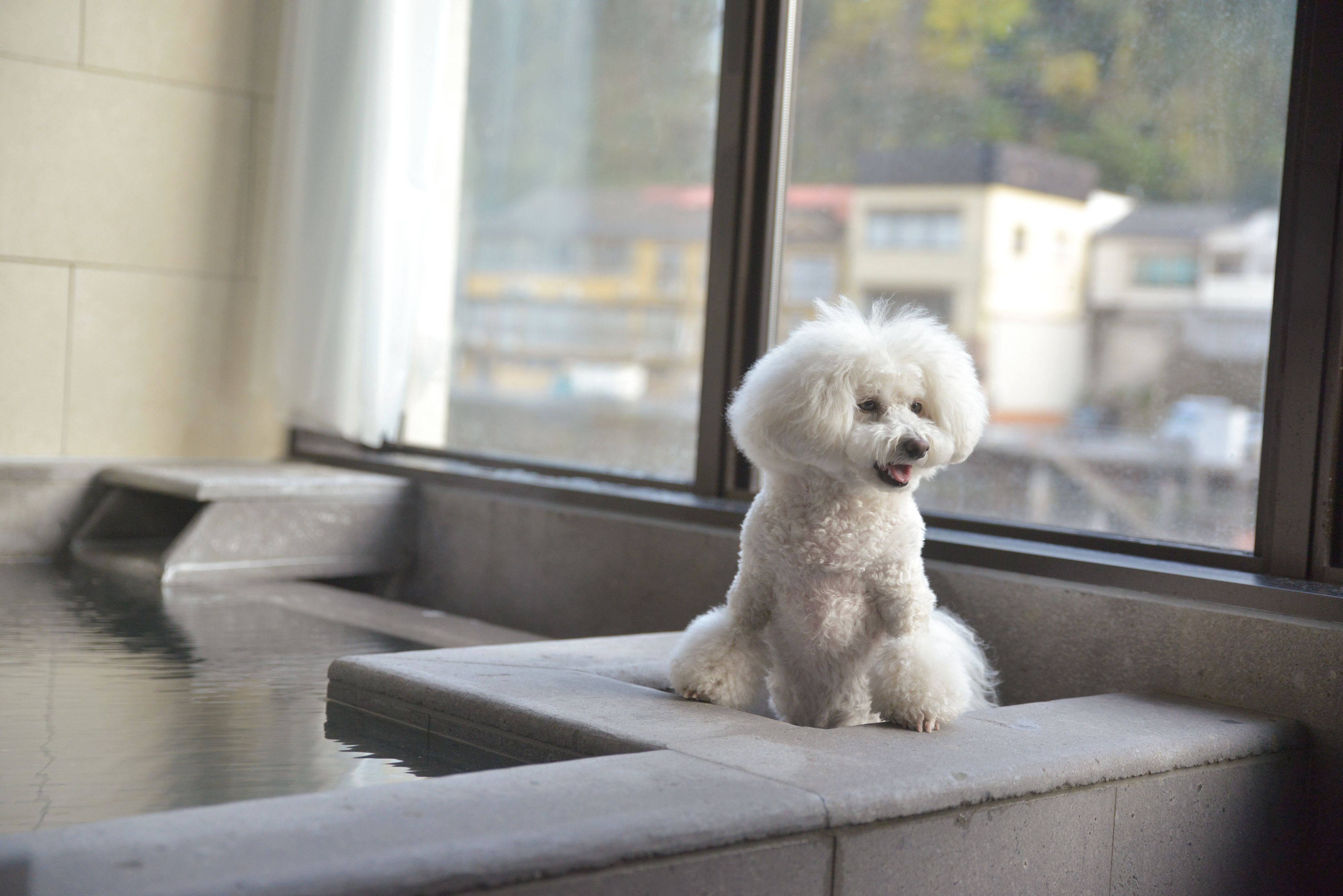 なんと愛犬が入れる湯舟も完備！　モモもしっかりお風呂に入りました。ブロワーもあるので乾かすのもらくちん！