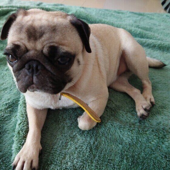 パグのはなちゃん