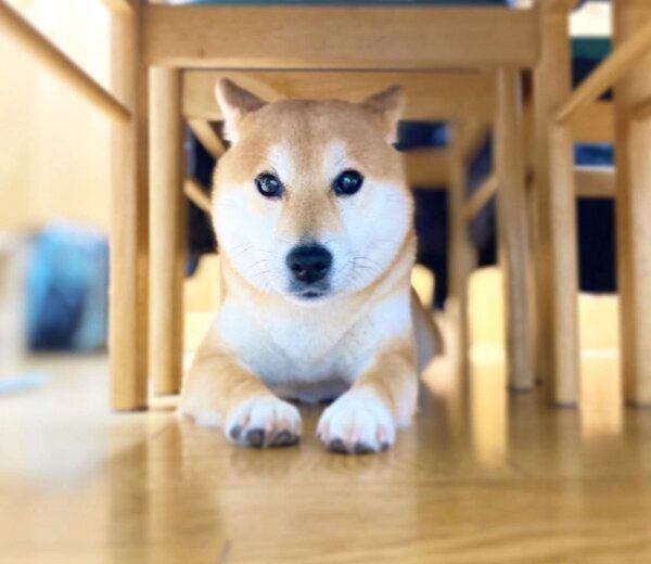 柴距離を発動するリンちゃん