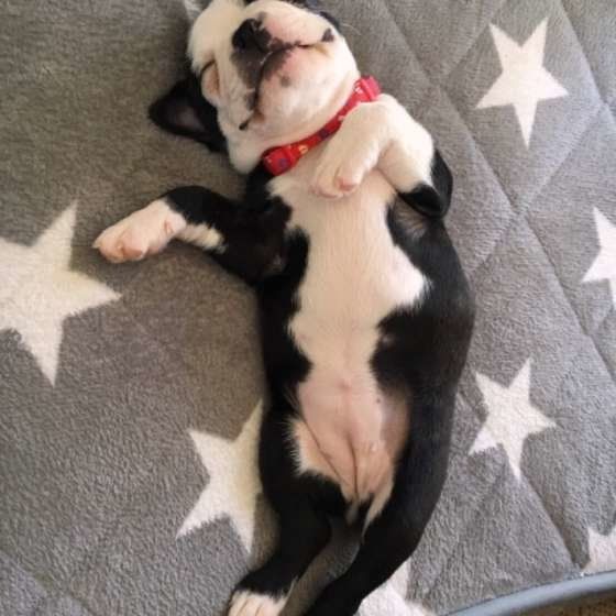 ボストン・テリアのヘソ天姿