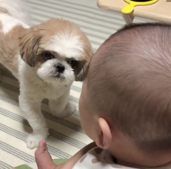 赤ちゃんと遊びたいシー・ズー