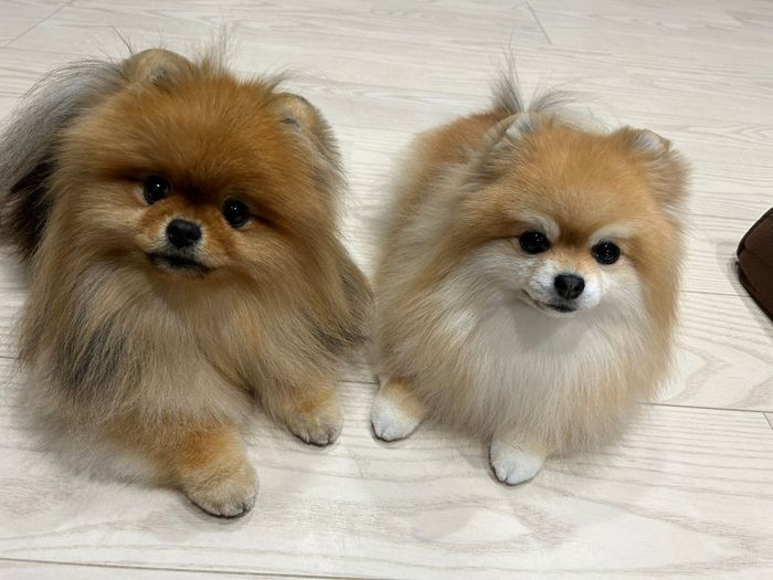 見つめるいぶきちゃん、めろんちゃん