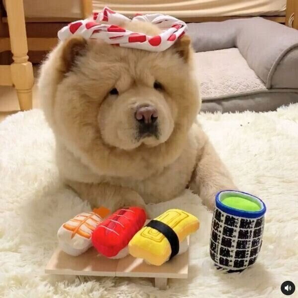 寿司職人 に扮した犬 威厳を見せるも おっちょこちょいすぎる展開 が笑える いぬのきもちweb Magazine 寿司職人 に扮した犬 威厳を見せるも おっちょこちょいすぎる展開 が笑える いぬのきもちweb Magazine