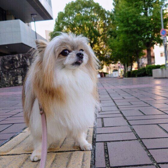 あさんぽする小型Mix犬