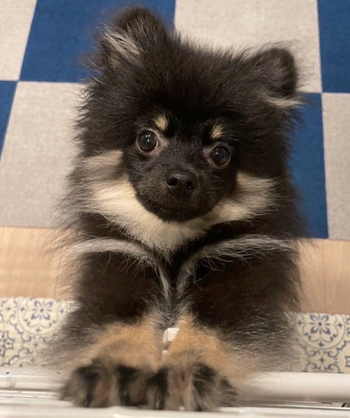 ひまわりカフェポメラニアン、チワワ、トイプードル、柴犬、シーズ、マルチーズパネル ひまわりカフェポメラニアン、チワワ、トイプードル、柴犬