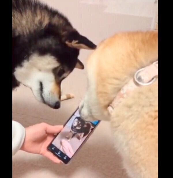 首をかしげるふうちゃん、りんくん