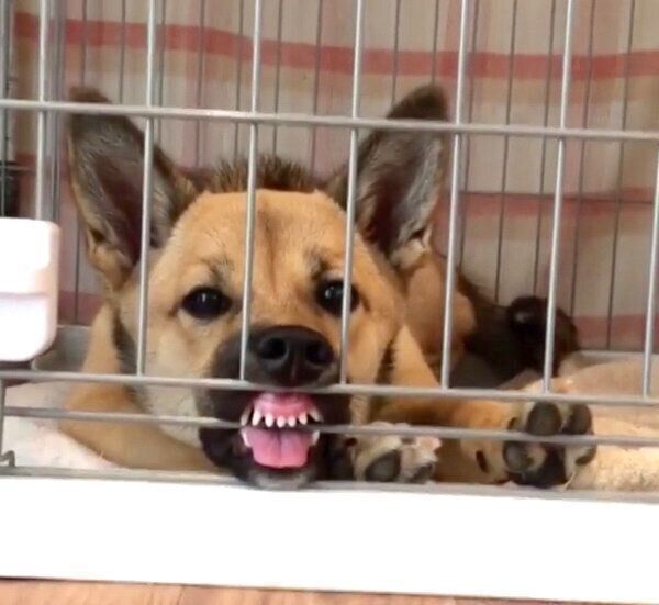 変顔をするあずきちゃん