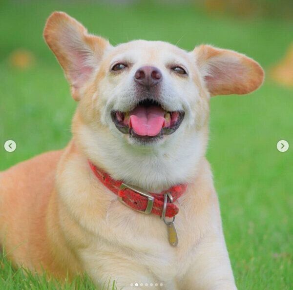 笑顔が可愛いはなこちゃん