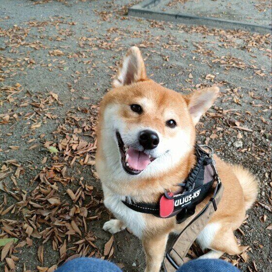 柴のくるみちゃん