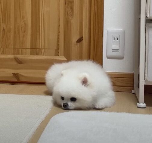 ポメラニアン
