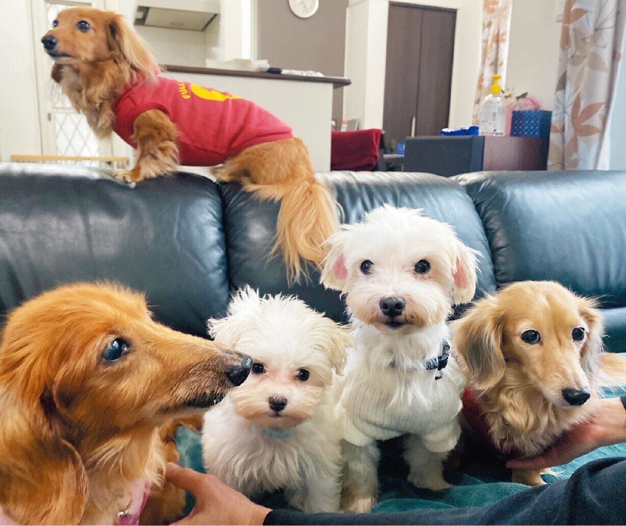 手嶋さん宅にいる保護犬と愛犬たち。中央のマルチーズの親子と左端のかんなちゃんは保護
