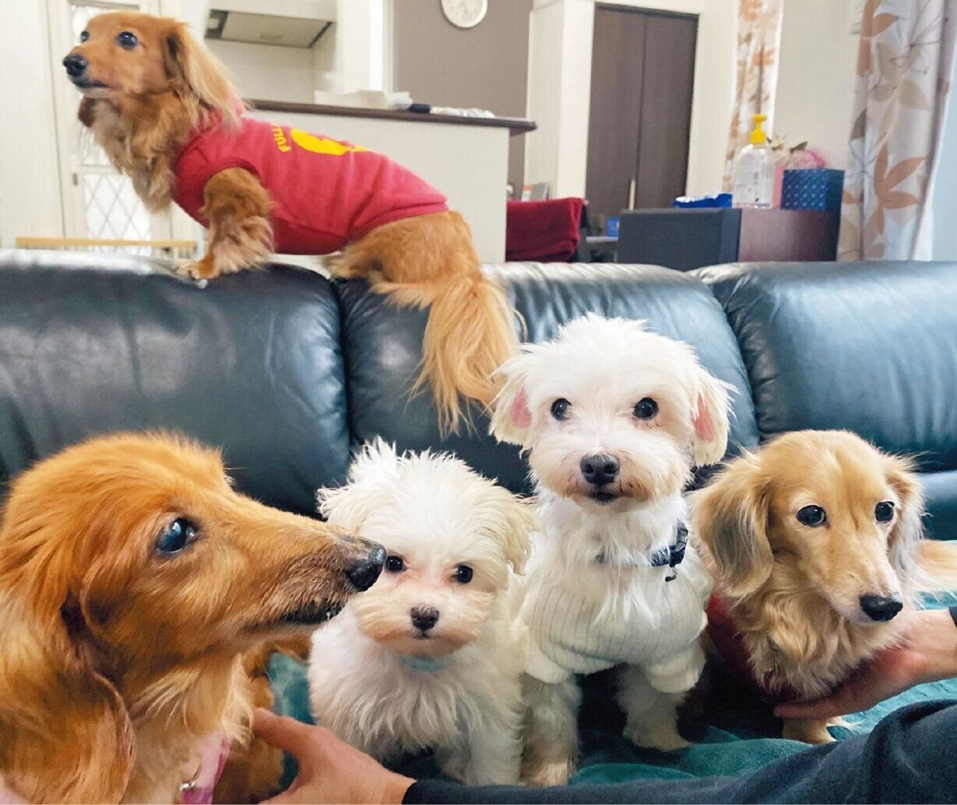 新しい家族のもとで 輝く笑顔を取り戻した アグリの卒業犬たち いぬのきもちweb Magazine 新しい家族のもとで 輝く笑顔を取り戻した アグリの卒業犬たち いぬのきもちweb Magazine