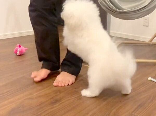 パパさんに「かまって」とアピールするわむうくん