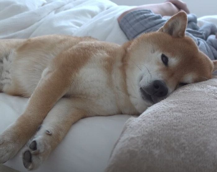 飼い主さんとベッドで寝る柴犬
