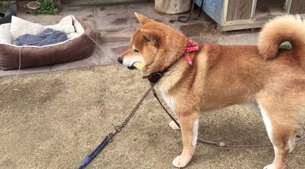 挙動不審になってしまう柴犬