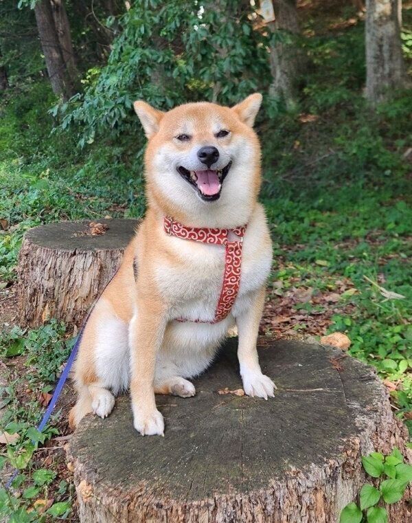 切り株の上に座るニッキくん