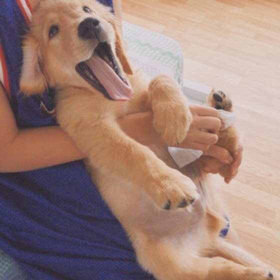 犬の謎行動 うんちをする前に暴れる そのワケとは いぬのきもちweb Magazine