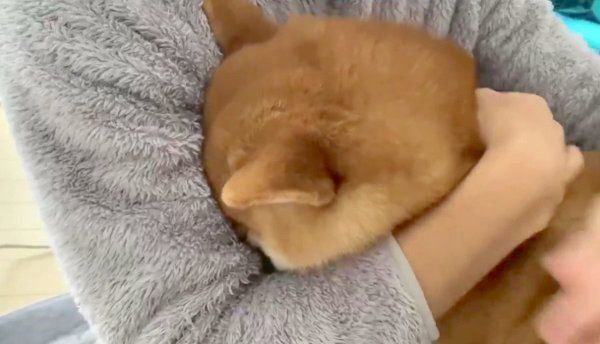 甘えるいなりちゃん