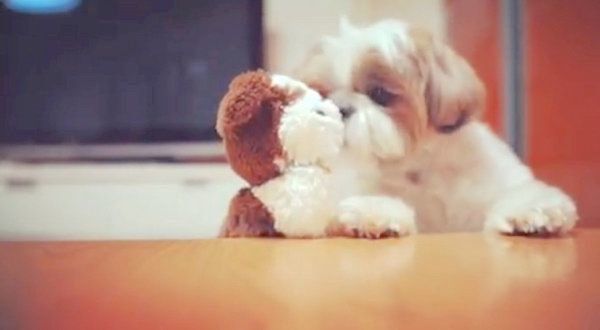 ぬいぐるみにキスをするシー・ズー