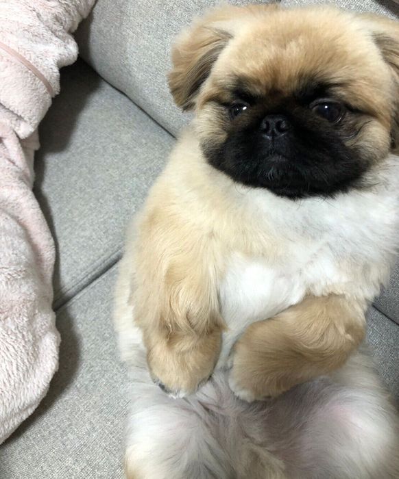 飼い主さんとまったりするぷりんくん