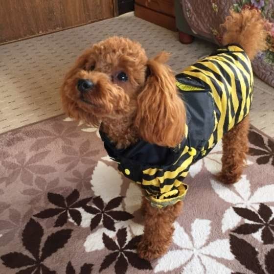 トイ・プードル