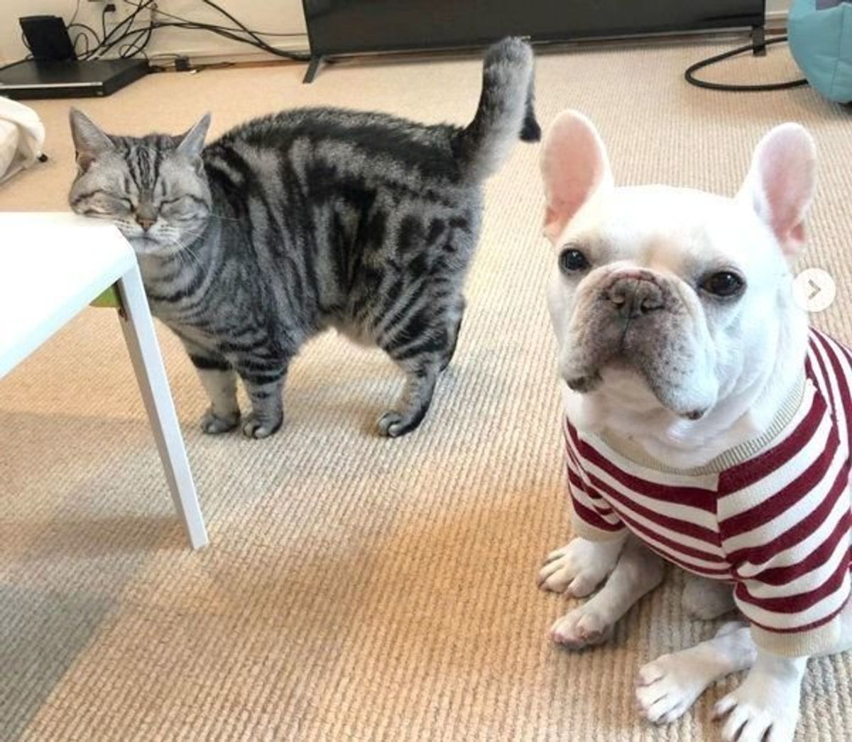 仲良しなフレブルと猫 ラブラブ と見せかけてからの怒涛の展開に爆笑 いぬのきもちweb Magazine 仲良しなフレブルと猫 ラブラブ と見せかけてからの怒涛の展開に爆笑 いぬのきもちweb Magazine