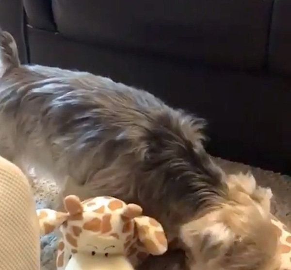 遊んでほしいヨークシャー・テリア