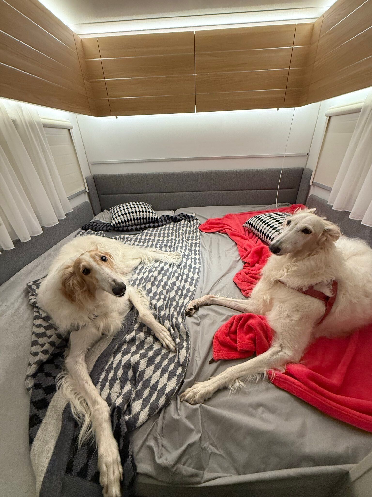 キャンピングトレーラーでの2頭の様子　飼い主さんの愛情が伝わってくる