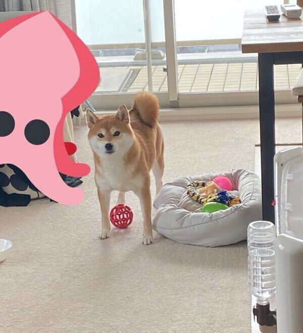 飼い主さんを見つめるひるねちゃん