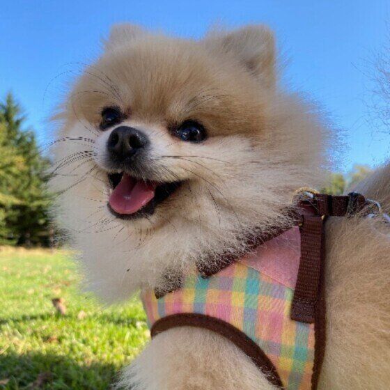ポメラニアンのこむぎちゃん