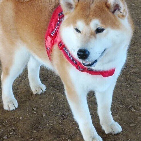 ぼっちランでしょんぼりの柴犬ヒデヨシくん