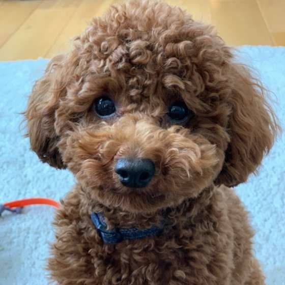 トイ・プードルのレイくん