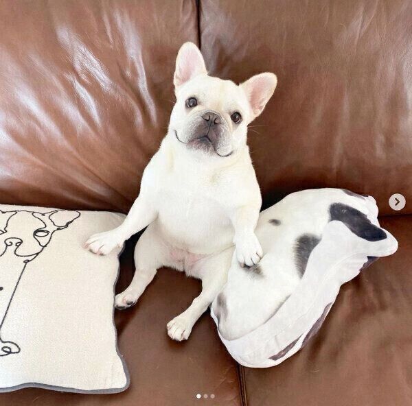 しっかりめにくつろぐひまわりちゃん
