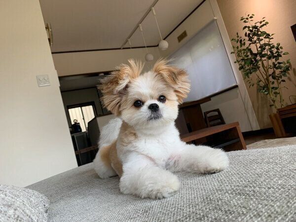 くつろぐぽん酢ちゃん