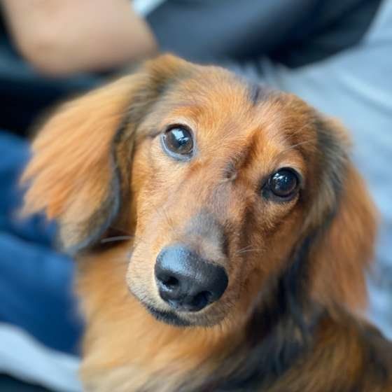 ミニチュア・ダックスフンド