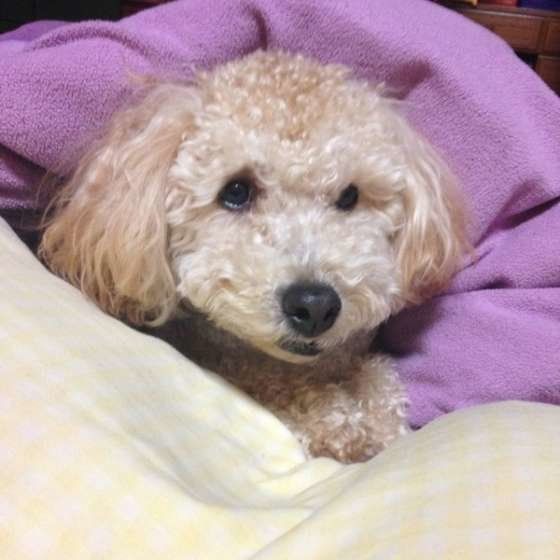 トイ・プードルのバディくん