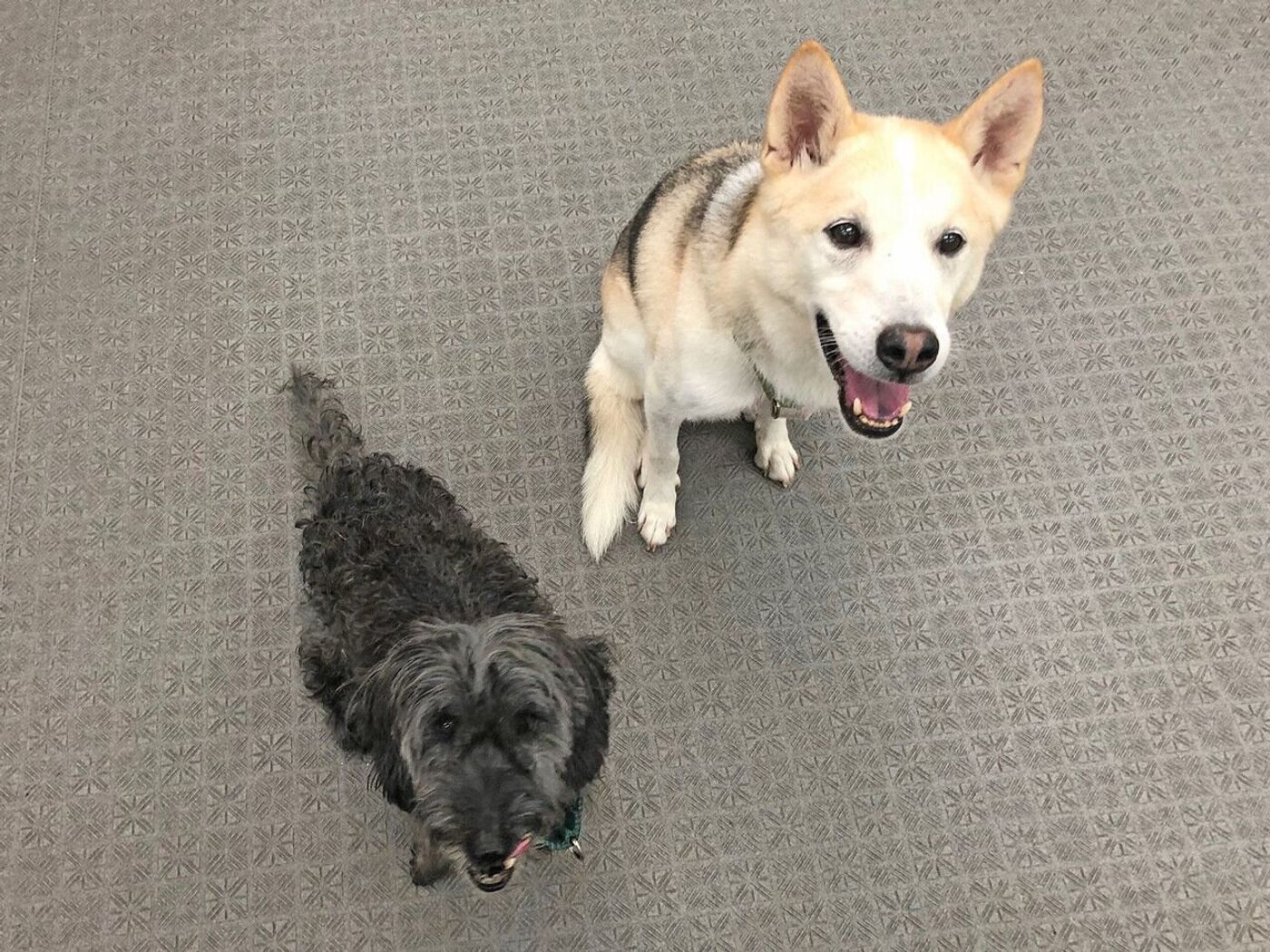 犬と飼い主の関係 令和の時代は 服従ではなく 共生 連載 西川文二の 犬ってホントは Vol 67 いぬのきもちweb Magazine 犬と飼い主の関係 令和の時代は 服従ではなく 共生 連載 西川文二の 犬ってホントは Vol 67 いぬのきもちweb Magazine